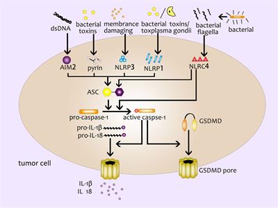 Pyroptosis, a New Breakthrough in Cancer Treatment